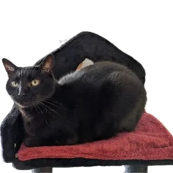 SEVOBAL Pet Tower Gothic Style Halloween Themed With Coffin Bed, Spooky House, Scratching Posts For Cats Play, Rest, Black, 17.32"*10.63"*14.57" -Household Items GUEST 88db05a0 9923 4df1 9195 b82cd23ed79c